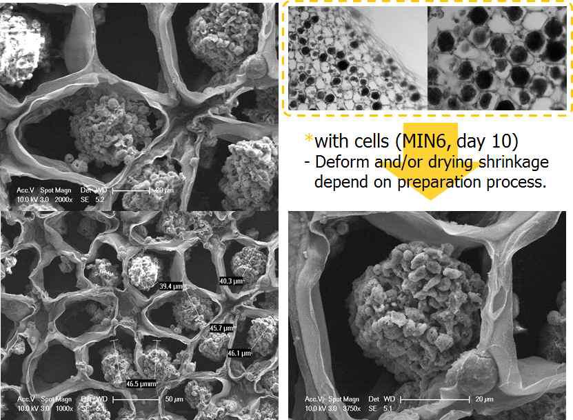 Mesh형태의 수화젤시트에서 배양한 MIN6 세포의 형태를 전자현미경으로 재구성.