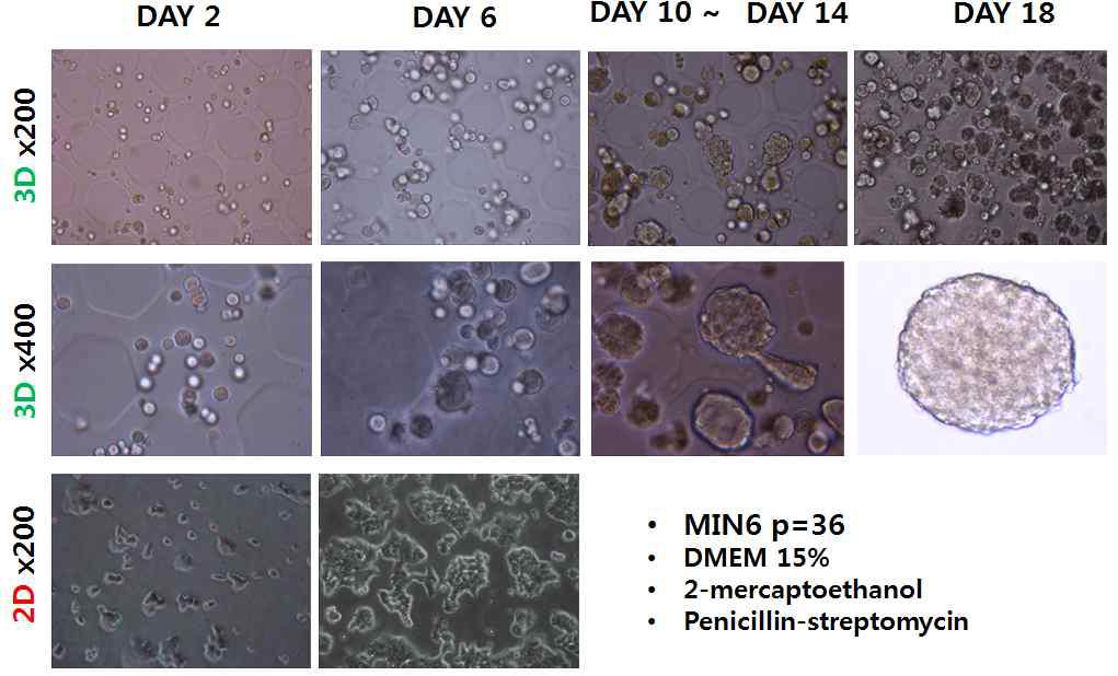 수화젤시트와 이차원 배양에서의 MIN6 세포의 형태