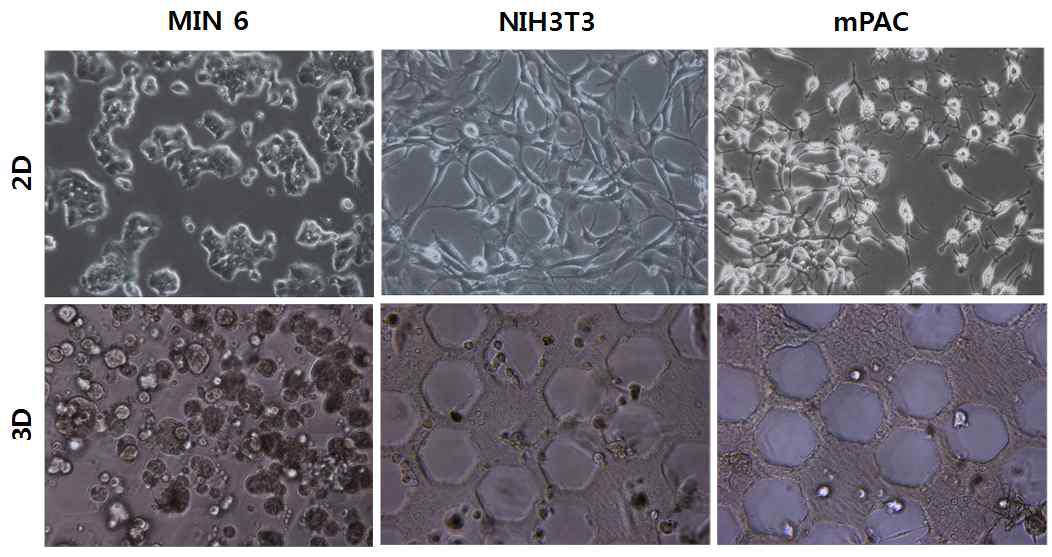 수화젤시트 배양에서 MIN6세포와 베타세포들의 형태 비교