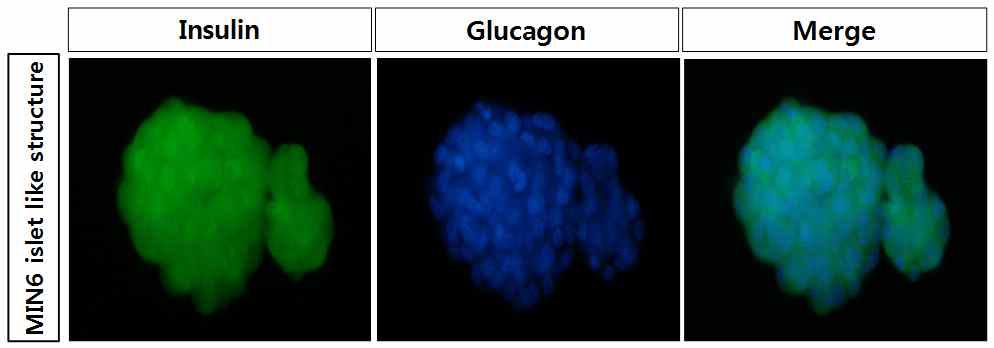 수화젤시트에서 클러스터를 이룬 MIN6 세포 면역형광염색