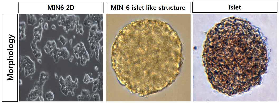 이차원 배양, 수화젤시트 배양에서의 MIN6 세포와 췌도소도 형태 비교
