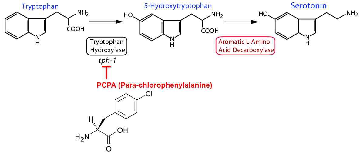PCPA에 의한 세로토닌 합성 억제