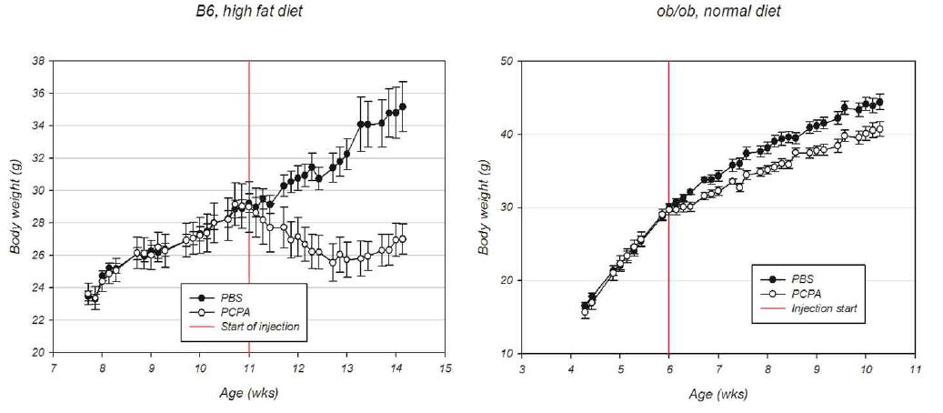 비만모델에서 PCPA 투여 후 체중 변화