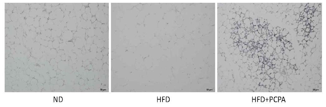 PCPA 투여 후 subcutaneous fat에서 Ucp1 발현