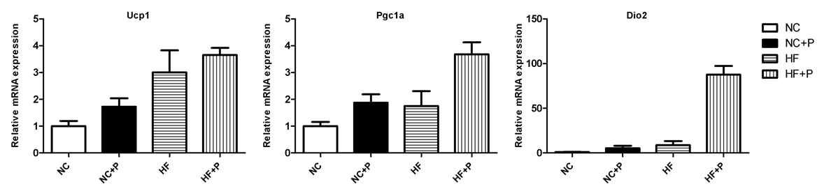 PCPA에 의한 brown adipose tissue에서 energy expenditure 유전자 발현의 증가