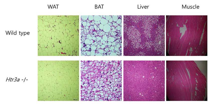 H&E staining of white adipose tissue, brown adipose tissue, liver, skeletal muscle