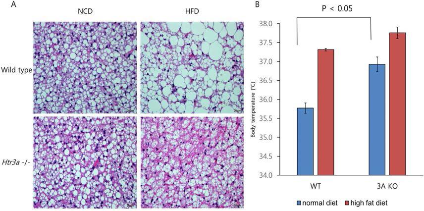 H&E staining of brown adipose tissue (A), body temperature change after 2 weeks high fat diet (B)