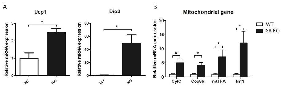 Increased thermogenic gene expression (A) and increased mitochondrial biogenesis in brown adipose tissue of Htr3a (-/-) (B).