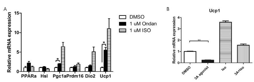 mRNA expression of thermogenic genes in HIB 1B