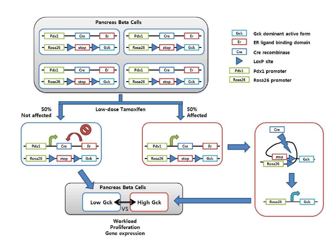 베타세포 특이적 Gck 활성조절로 인한 작업부하 조절 시스템