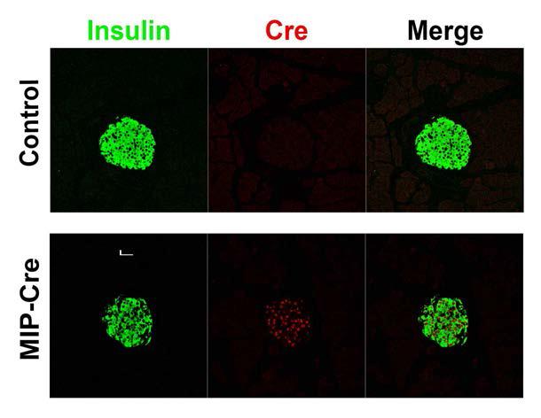 MIP-Cre line에서의 Cre recombinase 발현