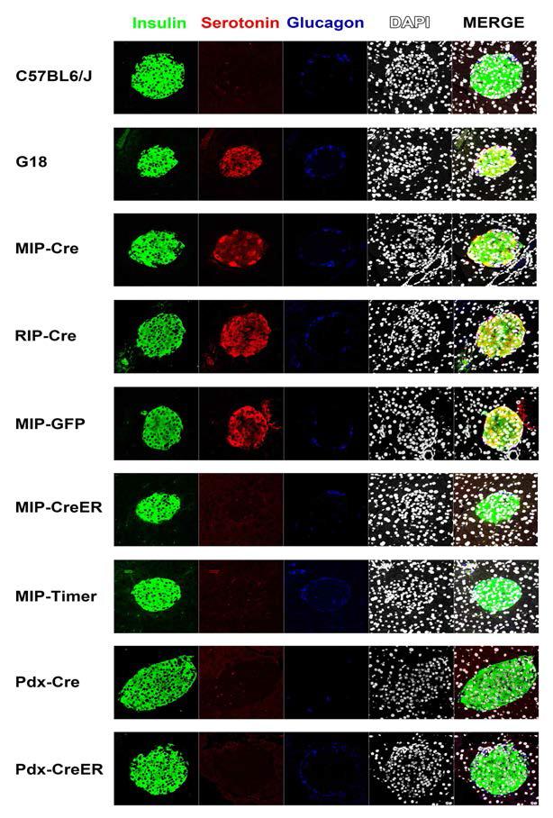 베타세포 특이 형질전환 마우스에서의 세로토닌 발현