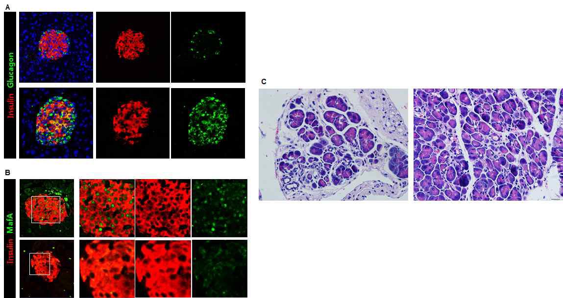 베타 세포 특이적 PRMT1 KO마우스 췌도에서 인슐린과 글루카곤 발현 양상