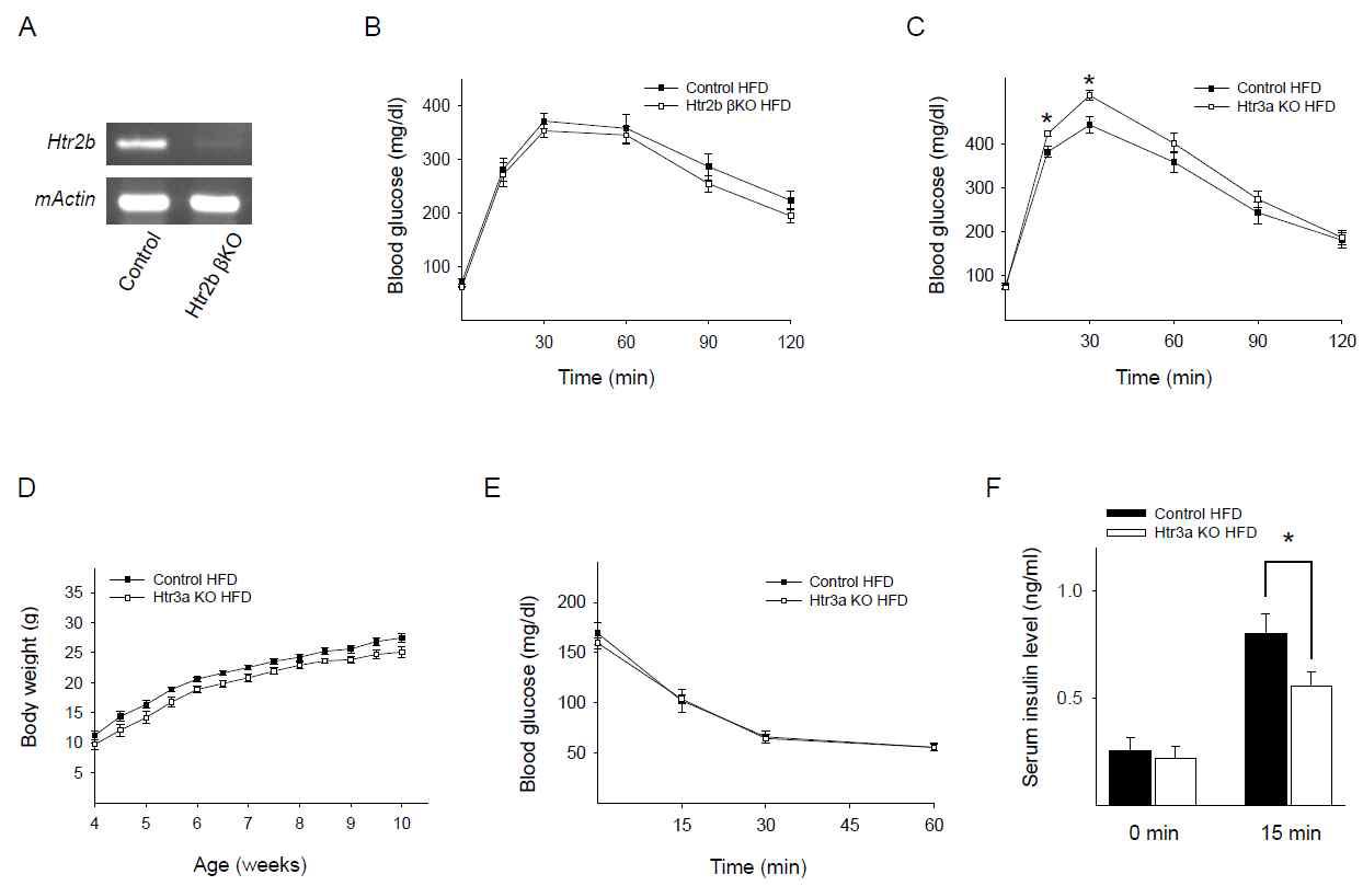 Htr3a KO 마우스는 고지방식이 섭취 후 당 불내성을 보임.