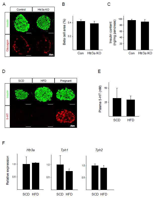 Htr3a KO 마우스는 정상적인 췌도 구조와 베타세포양을 가지며, 고지방식이에 의해 세로토닌 합성과 Htr3a, Tph1,Tph2 유전자 발현양은 증가하지 않음