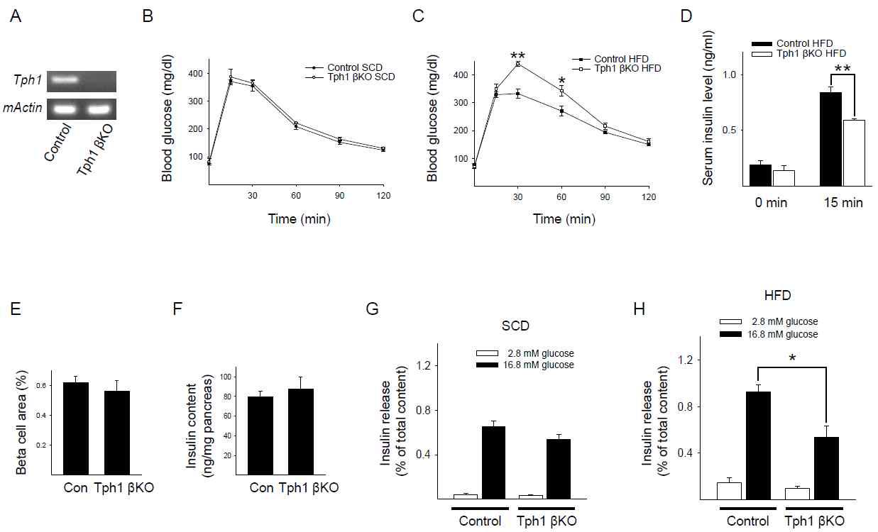 Tph1 βKO 마우스는 고지방식이 섭취 후 인슐린 분비능 장애를 가짐.