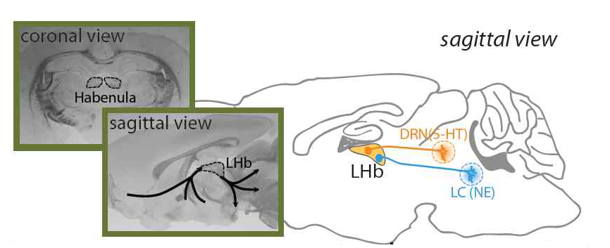 LHb(shown in insets) projects both 5-HT and NEcenters