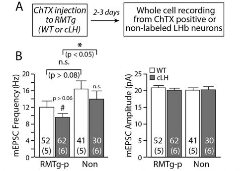 Basal synaptic transmission onto RMTg-projecting or non-labeled LHb neurons in WT and cLH animals