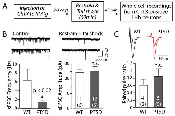Measurement of excitatory synaptic transmission onto RMTg-projecting or non-labeled LHb neurons in WT and cLH animals