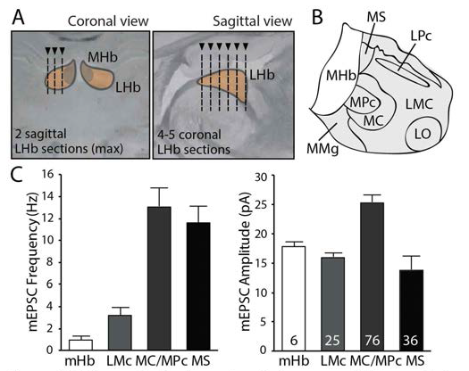 The analysis of basal excitatory synaptic transmission in subnuclei of habenula complex.