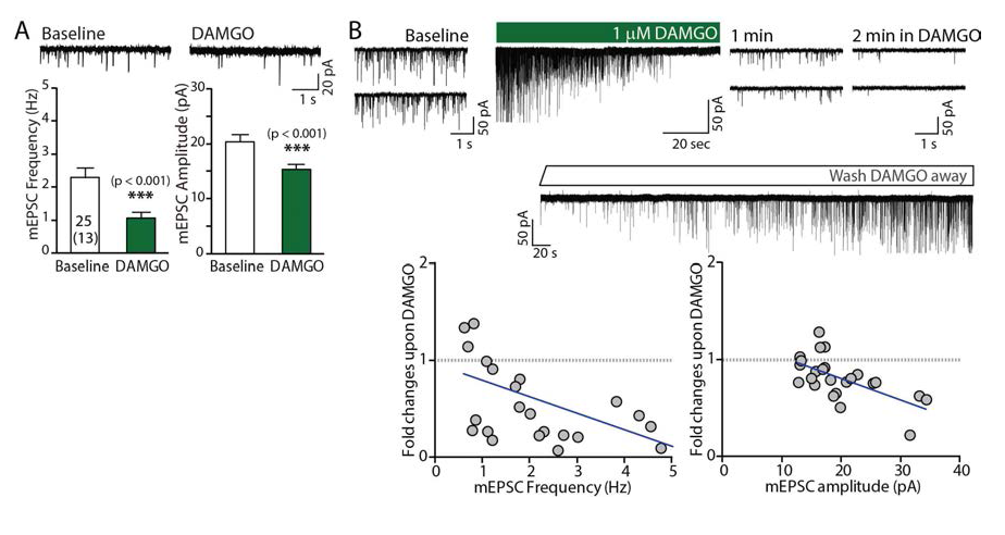 DAMGO decreses sponataneous transmission in the LHb neurons and this effect is dramatic in a subset of neurons with hyoeractivity