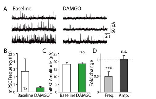 DAMGO application decreses the frequency of inhibitory spontaneous transmission in the LHb neurons(n=13 (6), p>2) but not the ampltidue of mIPSCs(p>0.8)