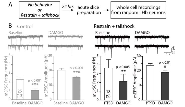 Activation of mOR decreases basal neuronal activity of LHb neurons in both control and PTSD animals