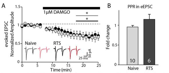 DAMGO application decreses the amplitude of evoked excitatory responses both in naive(n=10, N=5, p<0.05) and RTS(n=6, N=5, p<0.05) rats on LHb neurons.