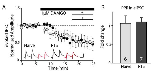 DAMGO application decreses the amplitude of evoked inhibitory responses both in naive(n=6, N=3, p<0.05) and RTS(n=7, N=3, p<0.05) rats on LHb neurons.