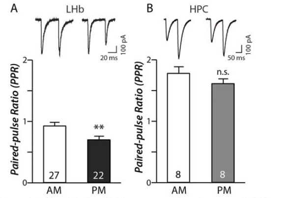Oscillations in the presynaptic release probability in the LHb