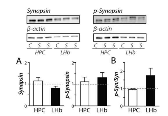 The quantification of phosphorylated synapsins in the LHb before or after the exposure to RTS