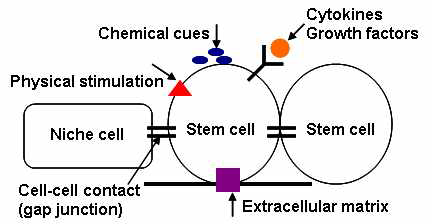 줄기세포 niche (microenvironment)