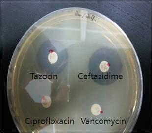 Anibiotics susceptibility test for CRPA 2124