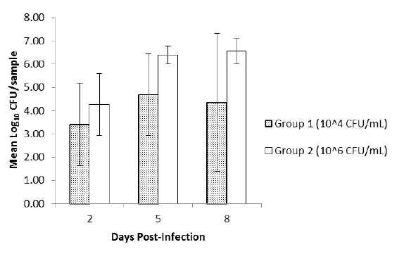 Mean Log10 CFU/sample of P. aeruginosa Post-infection with an Inoculum of 10^4 CFU/mL (Group 1) and 10^6 CFU/mL (Group 2)