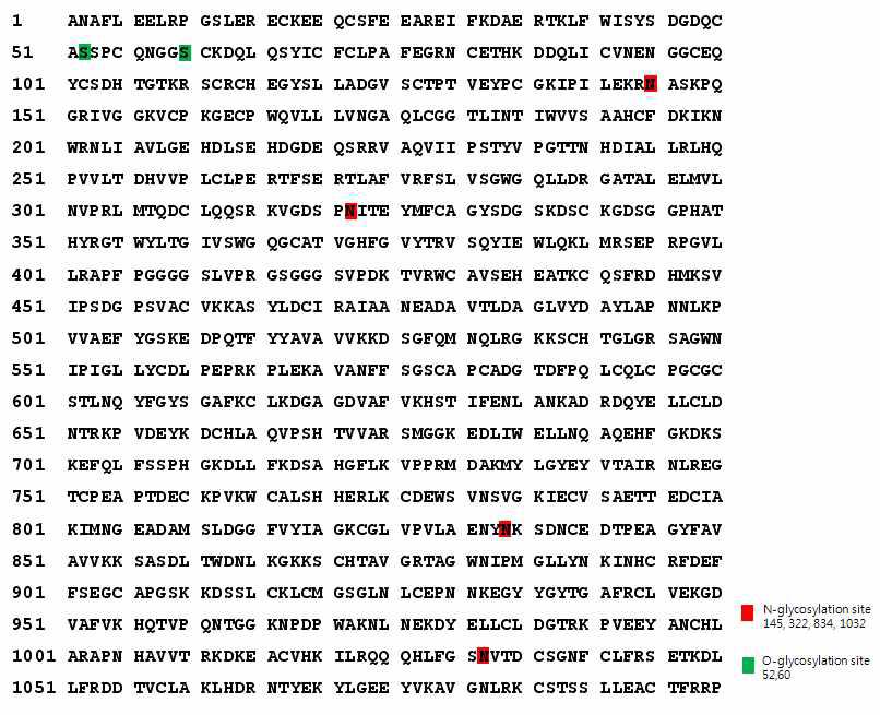 FVIIa-GS1T의 N- & O-glycosylation site