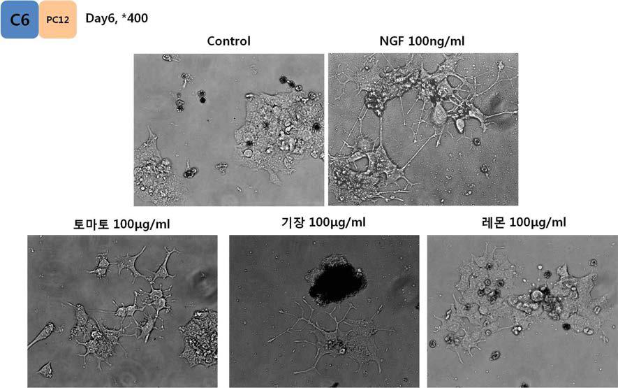 Effect of food 50% ethanol extracts-conditioned Glial media in Neurite outgrowth from PC12 on day6