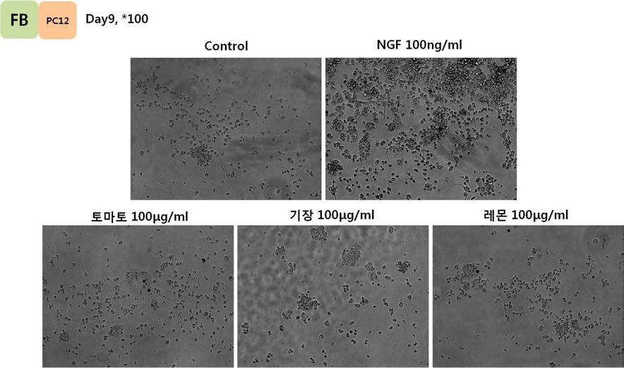 Effect of food 50% ethanol extracts-conditioned Fibroblast media in Neurite outgrowth from PC12 on day9