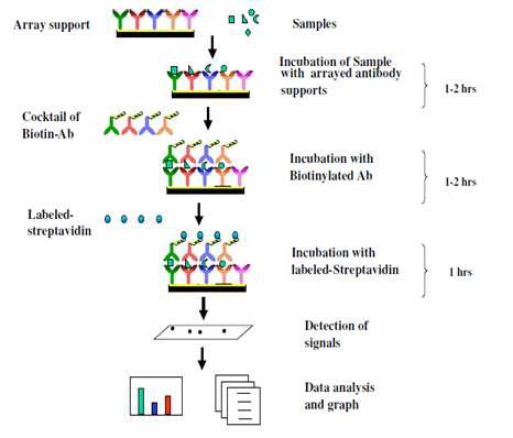 Protocol of antibody microarray alaysis