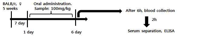 Experimental schedule in vivo study