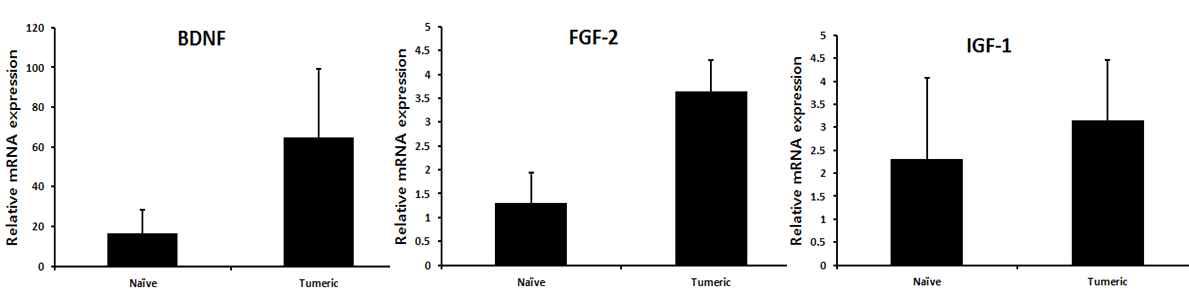 Enhancing effects of Tumeric extracts on hormone production in skin of ICR mice