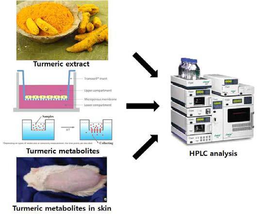 강황추출물의 대사체 및 활성물질을 발굴하기위한 분석 시스템