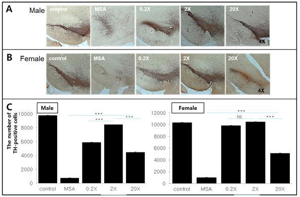 Male rat 과 Female rat을 대상으로한 0.2x, 2x, 20x 중간엽 줄기세포 경동맥 주입 실험군의 조직면역학적 평가 (중뇌 도파민 신경)