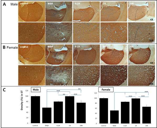 Male rat 과 Female rat을 대상으로한 0.2x, 2x, 20x 중간엽 줄기세포 경동맥 주입 실험군의 조직면역학적 평가 (선조체 신경원)