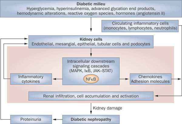 Overview of inflammatory molecules and signaling pathways in diabetic nephropathy2)