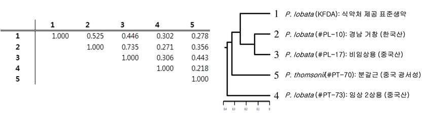 Similarity Matrix computed with Jaccard coefficient and UPGMA dendrogram showing the relationships of Pueraria spp. Numbers on the nodes indicate genetic distance.