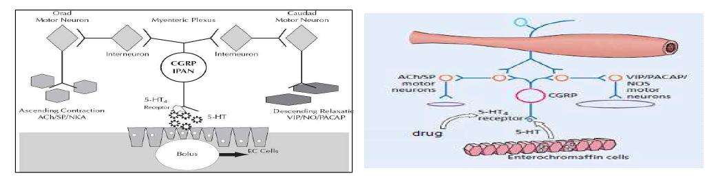 장관 연동운동에서 5-HT4 receptor의 작용기전