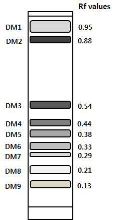 황칠나무 잎 추출물의 에틸아세테이트 분획의 TLC 크로마토그램(용매 조건 : Ethyl acetate : Formic acid :　Water = 82 : 9 : 5 (v/v))