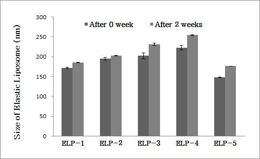 2주 동안의 탄성 리포좀 입자크기 변화