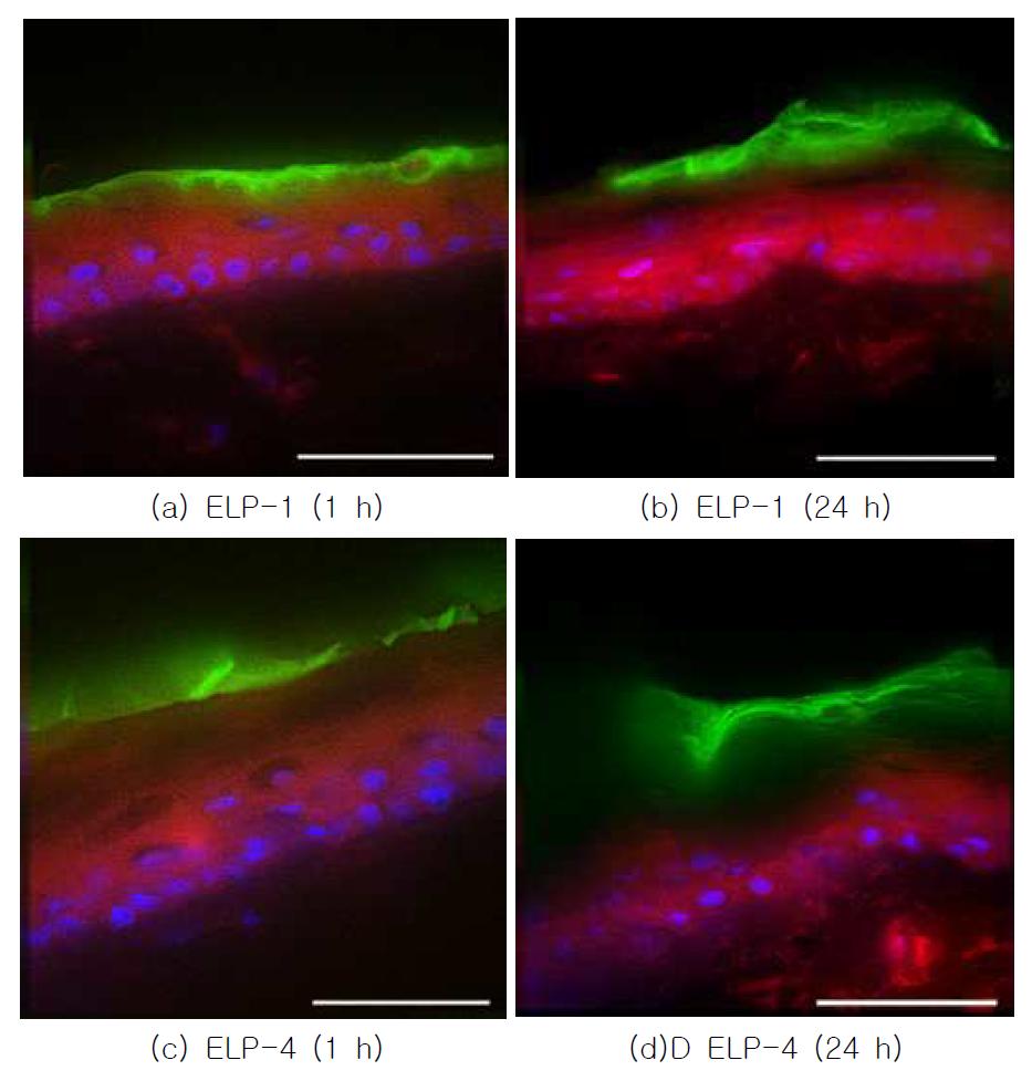 Rhodamine B와 FITC룰 담지한 ELP-1과 ELP-4를 적용한 hairless rat 등 피부의 시간에 따른 형광 이미지 (Red: Rhodamine B, Green: FITC, Blue: DAPI, Size bar: 30 μm)