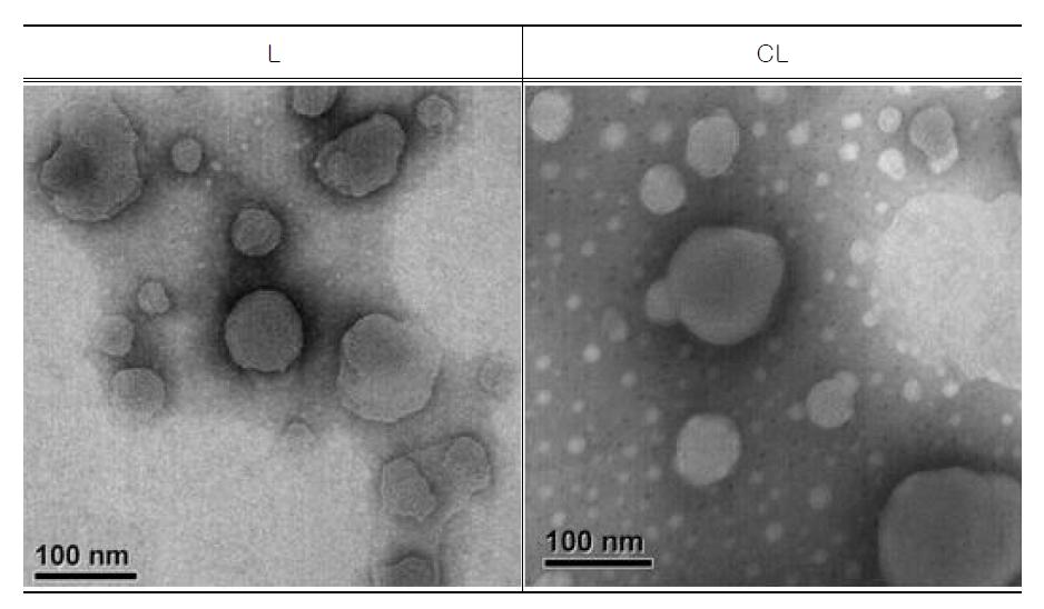 리포좀과 양이온리포좀의 TEM 이미지.